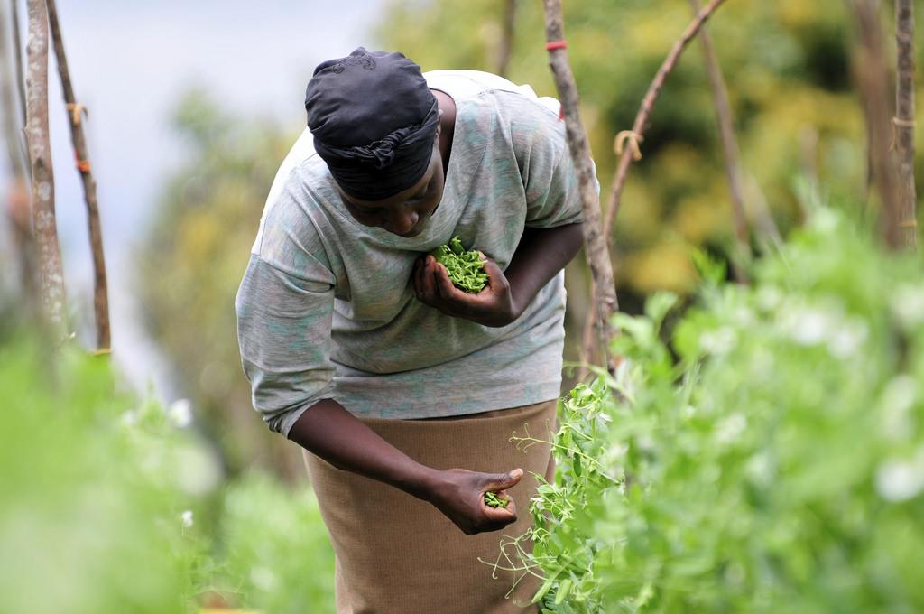 Africa at highest risk of climate change; agricultural