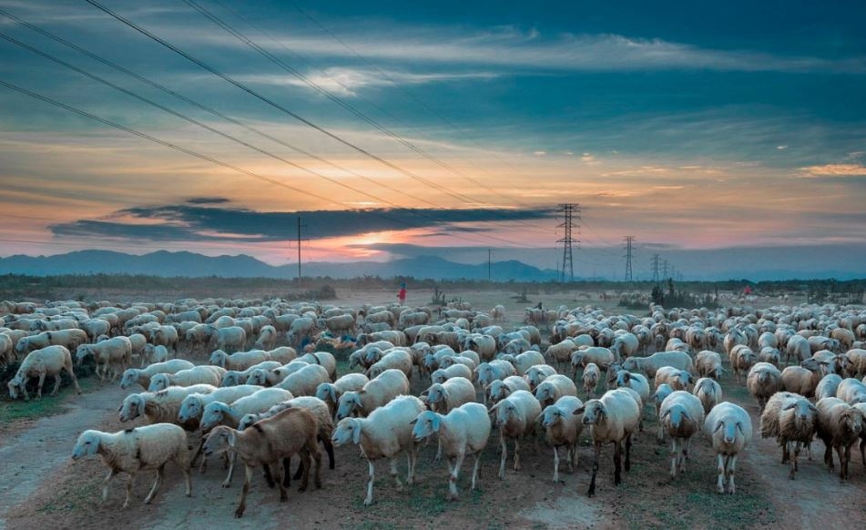 Nomadic beauty of a sheep farm in Ninh Thuan Vietnam Times