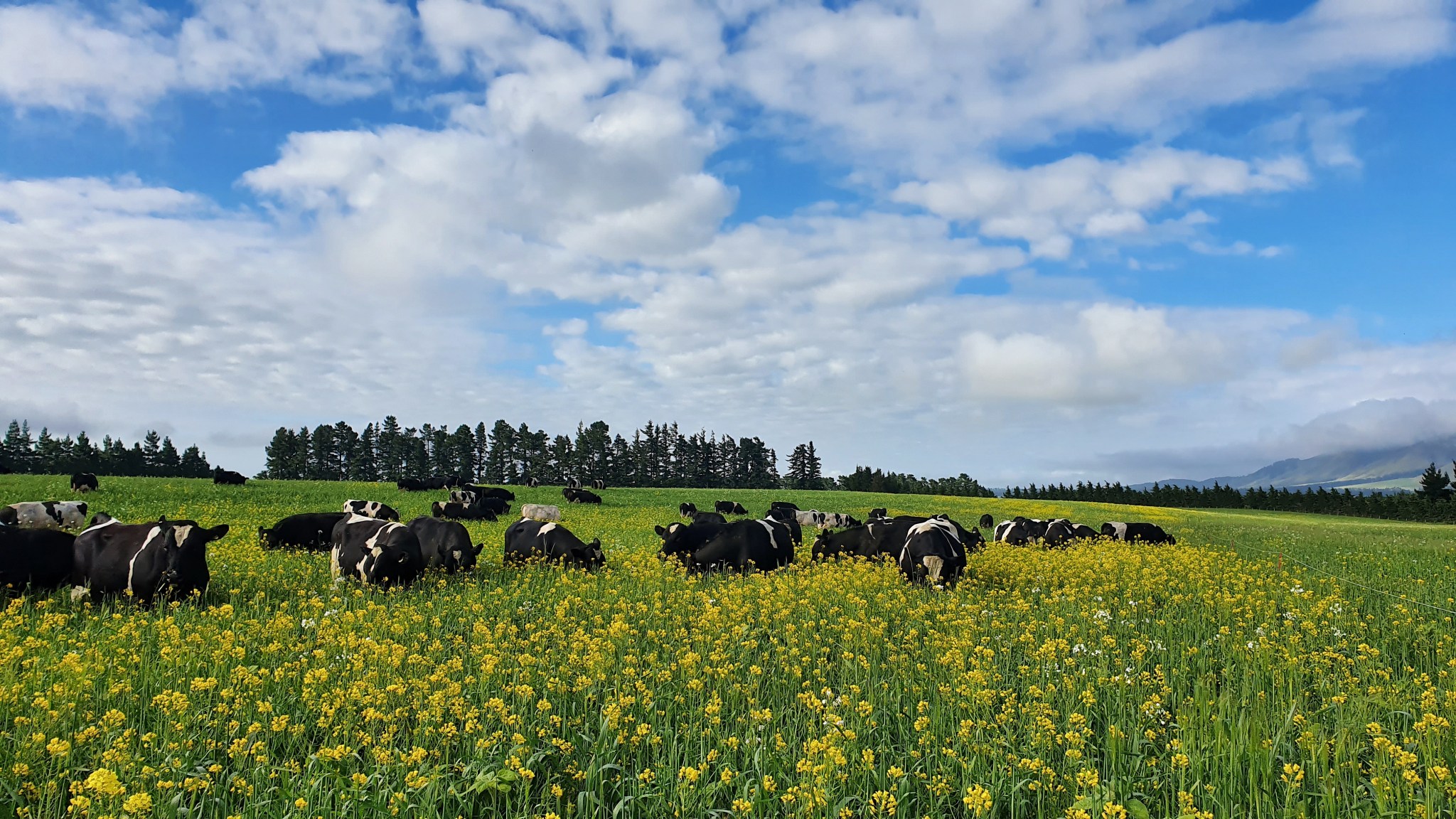 Regenerative Agriculture benlea.co.nz