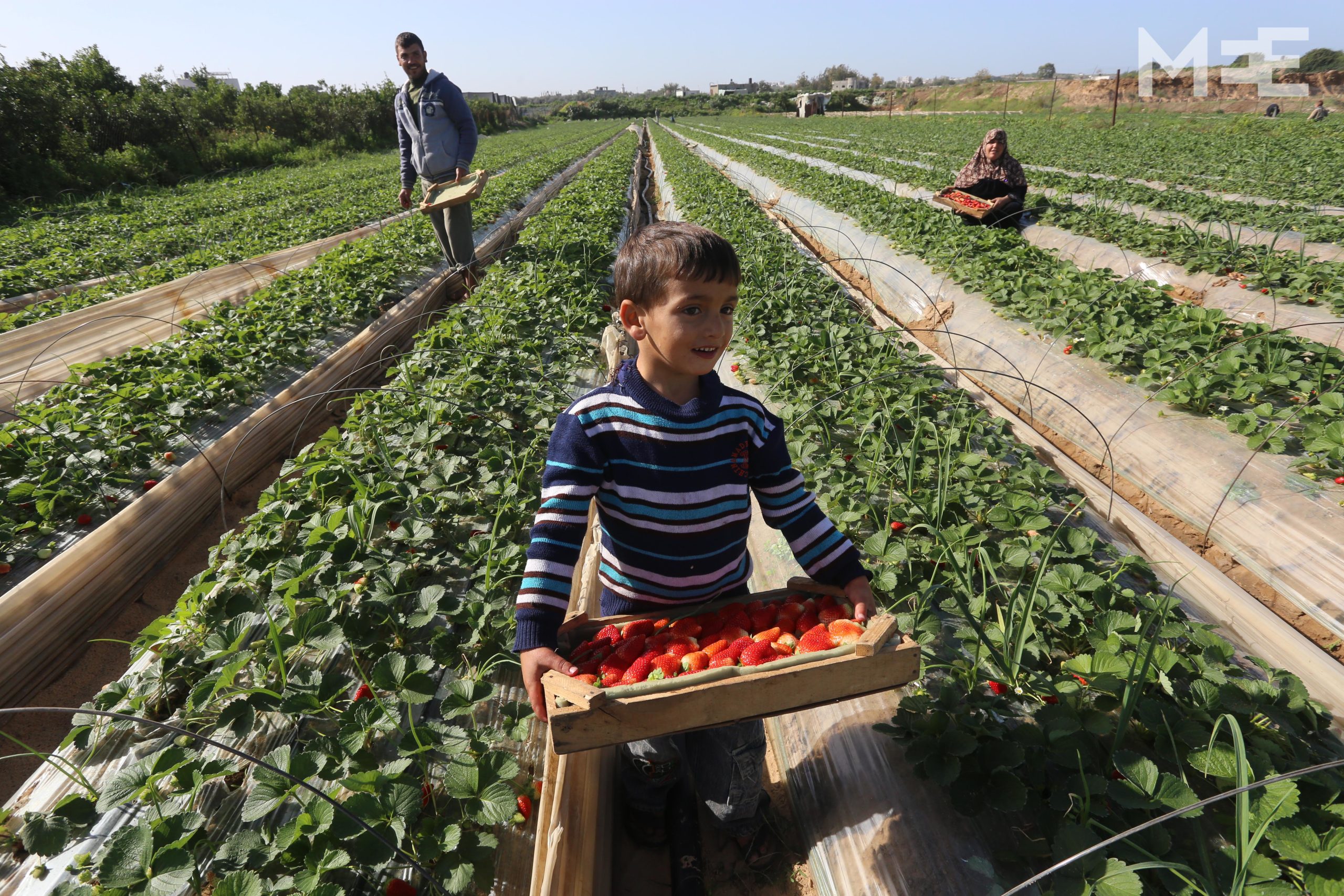 The strawberry farmers of Gaza prepare crops for export