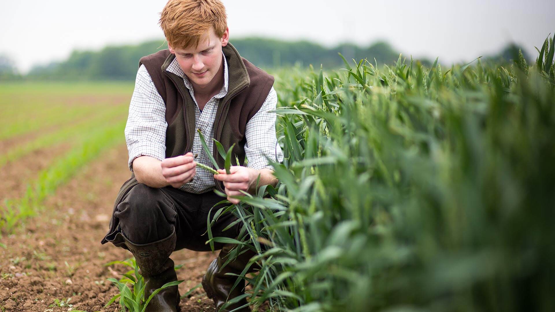 BSc (Hons) / BSc Agriculture with Crop Management Topup