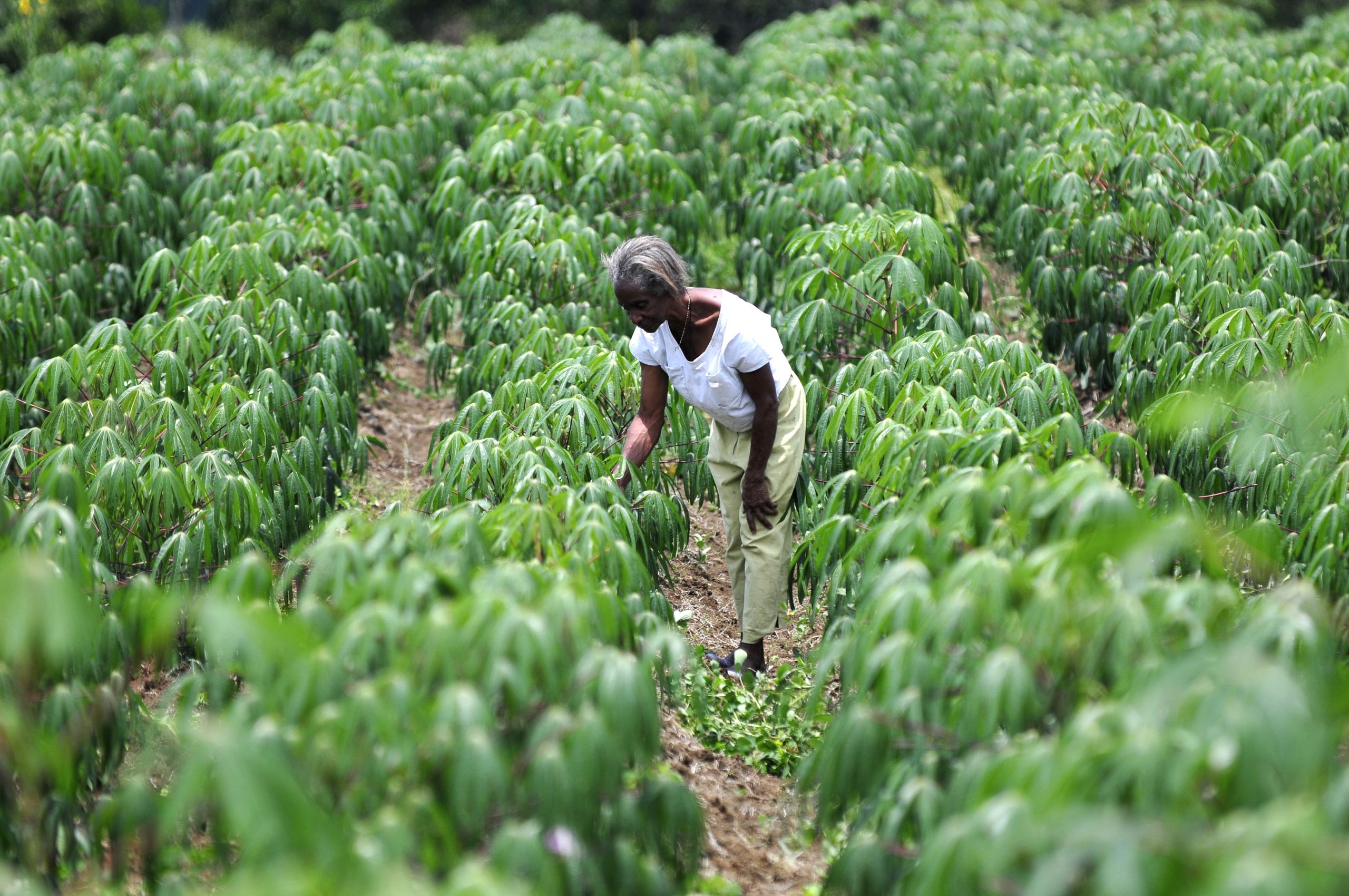 Agriculture for Impact Tissue culture