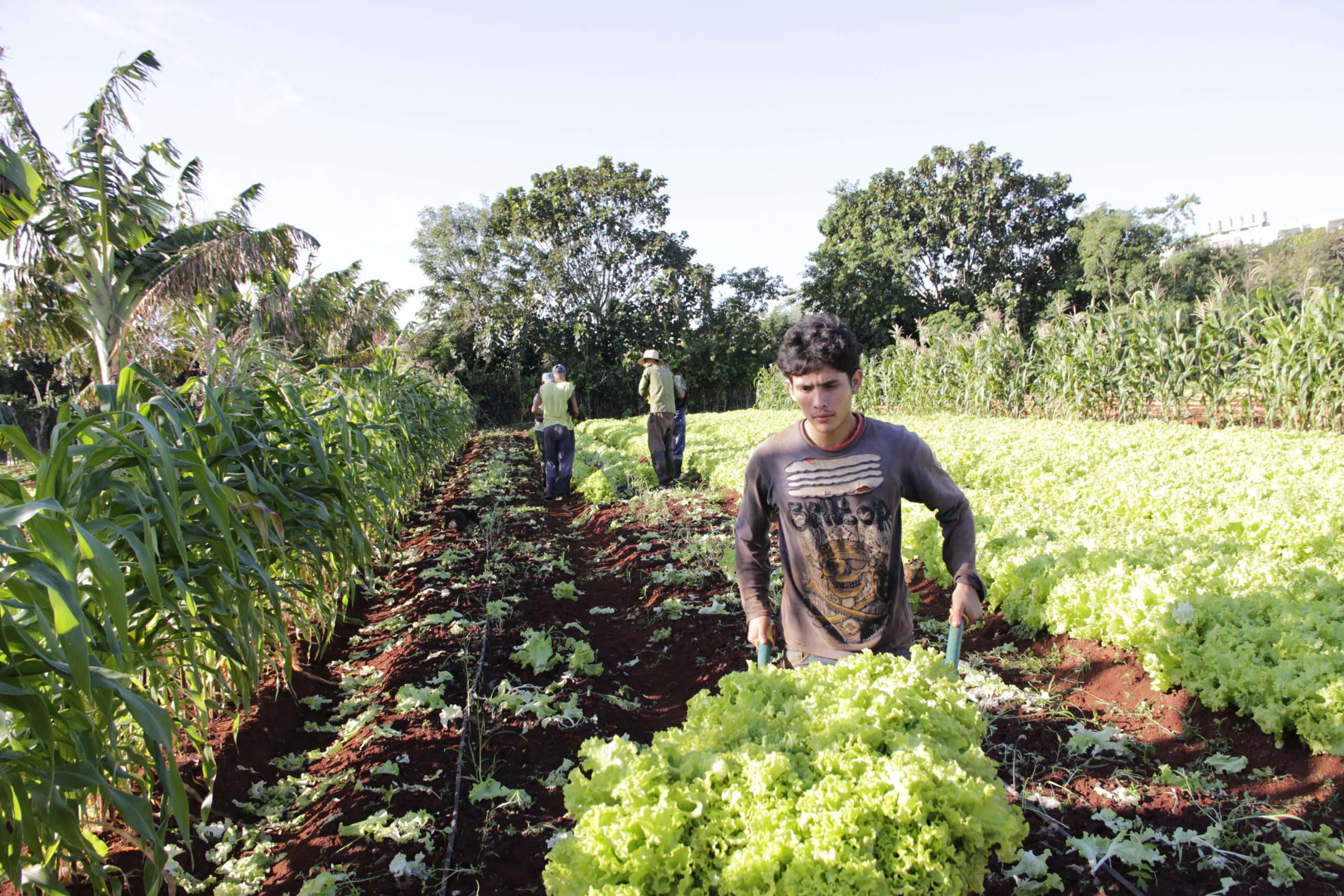 Cuba Sustainable Farm Anomaly in Gasdriven World