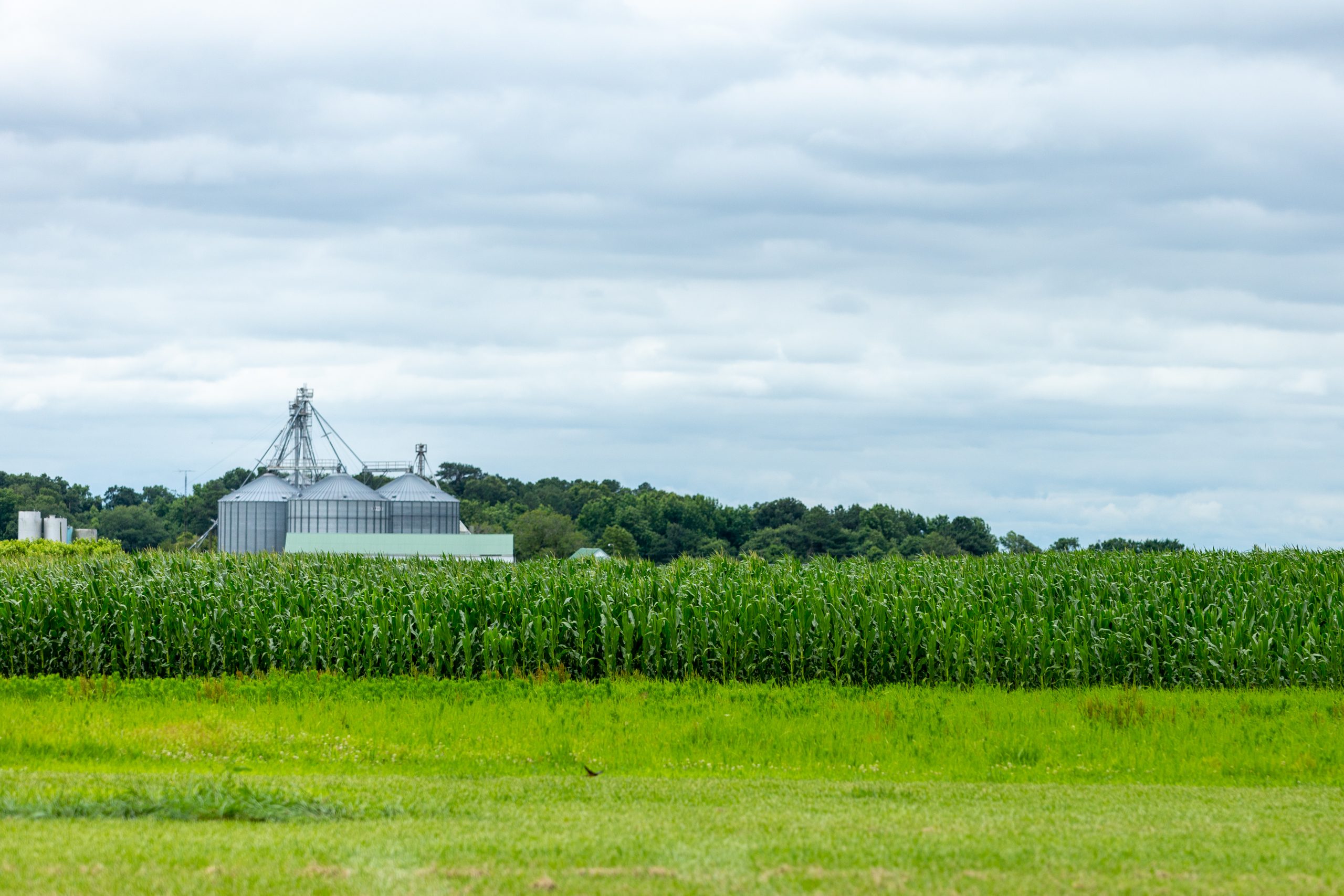 Delaware announces largest round of farms preserved in