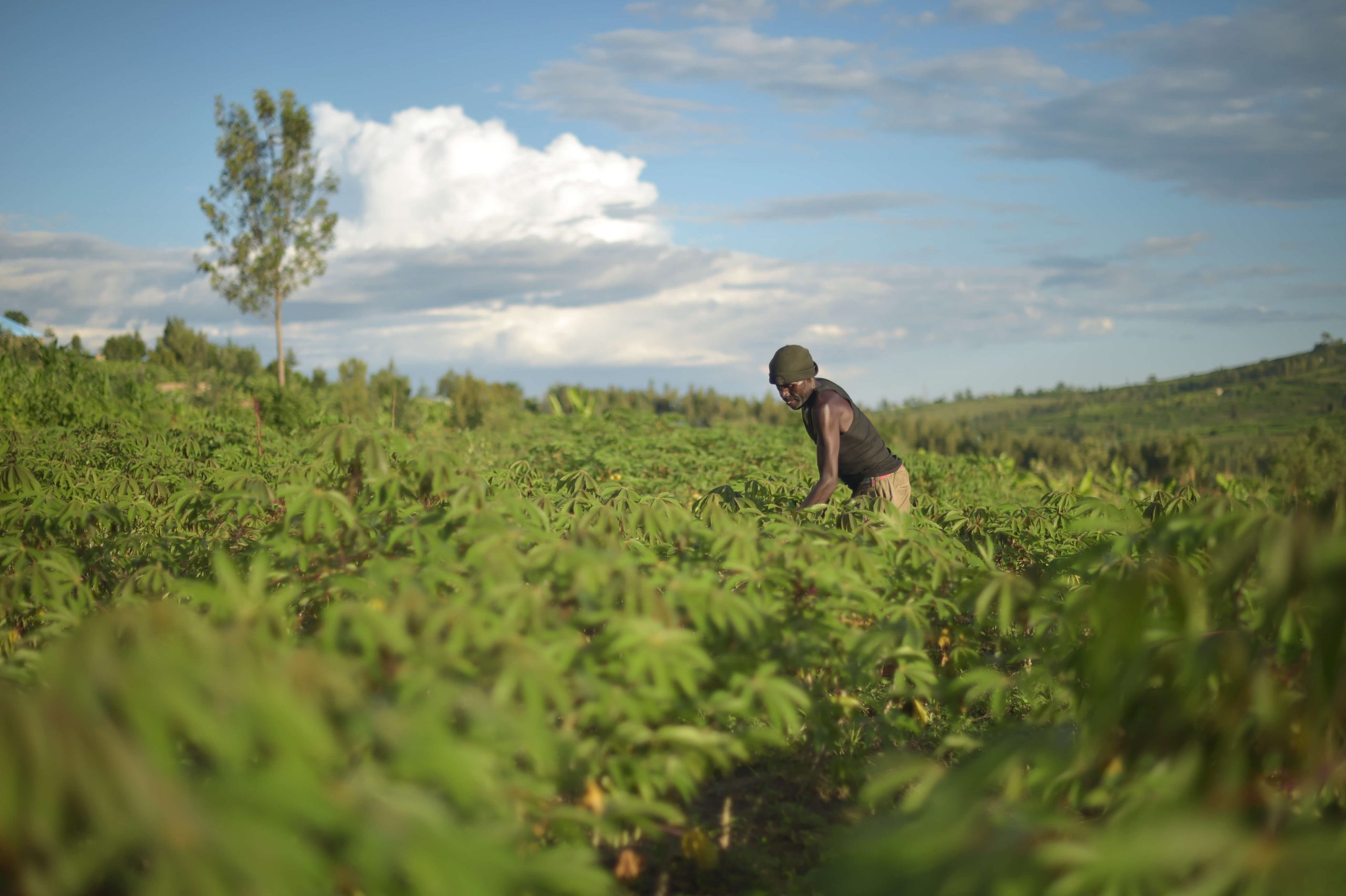 EU Liberia Agriculture Programme (EULAP) SPARK