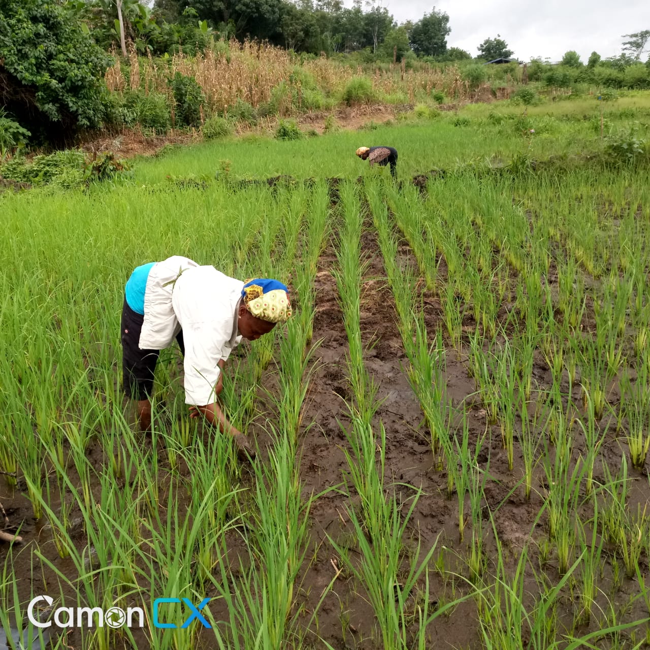 Gallery LIBERIA AGRICULTURE for NATIONAL DEVELOPMENT