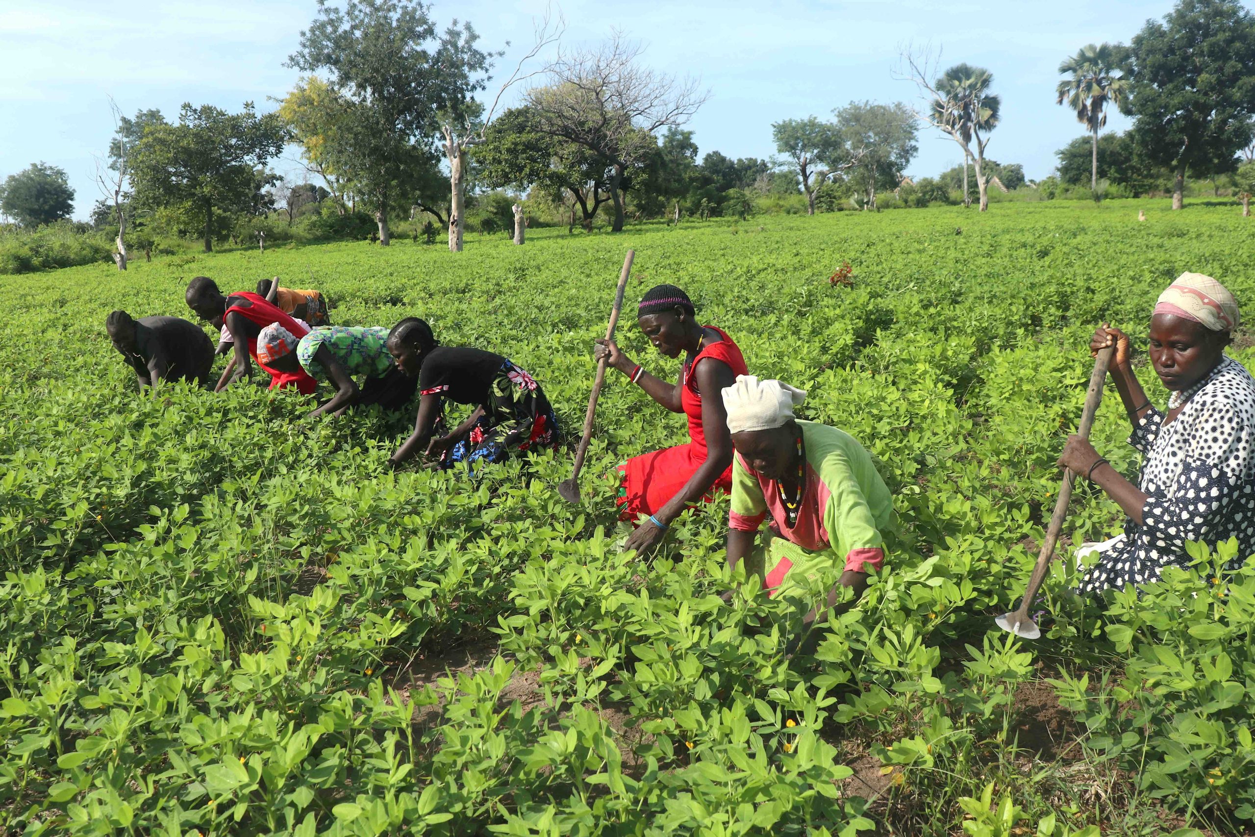 Game Changer in Agriculture Akech raises South Sudanese