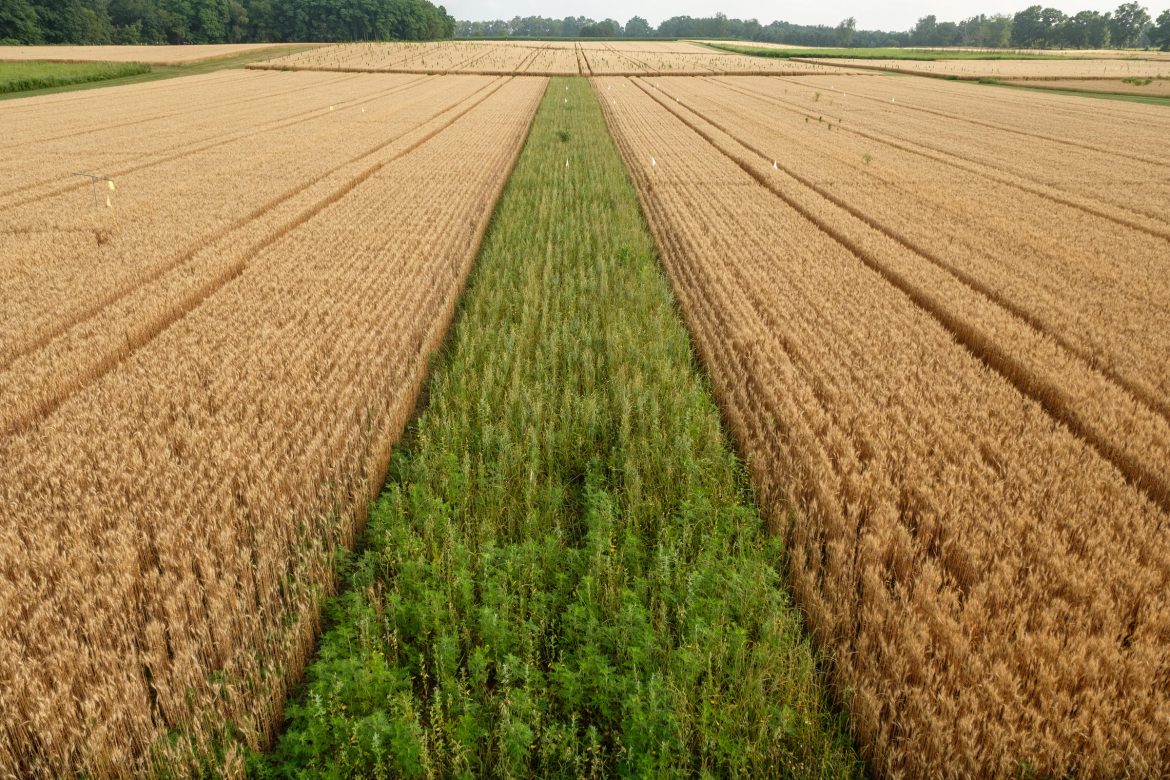 Notill farming improves crop yields, study finds