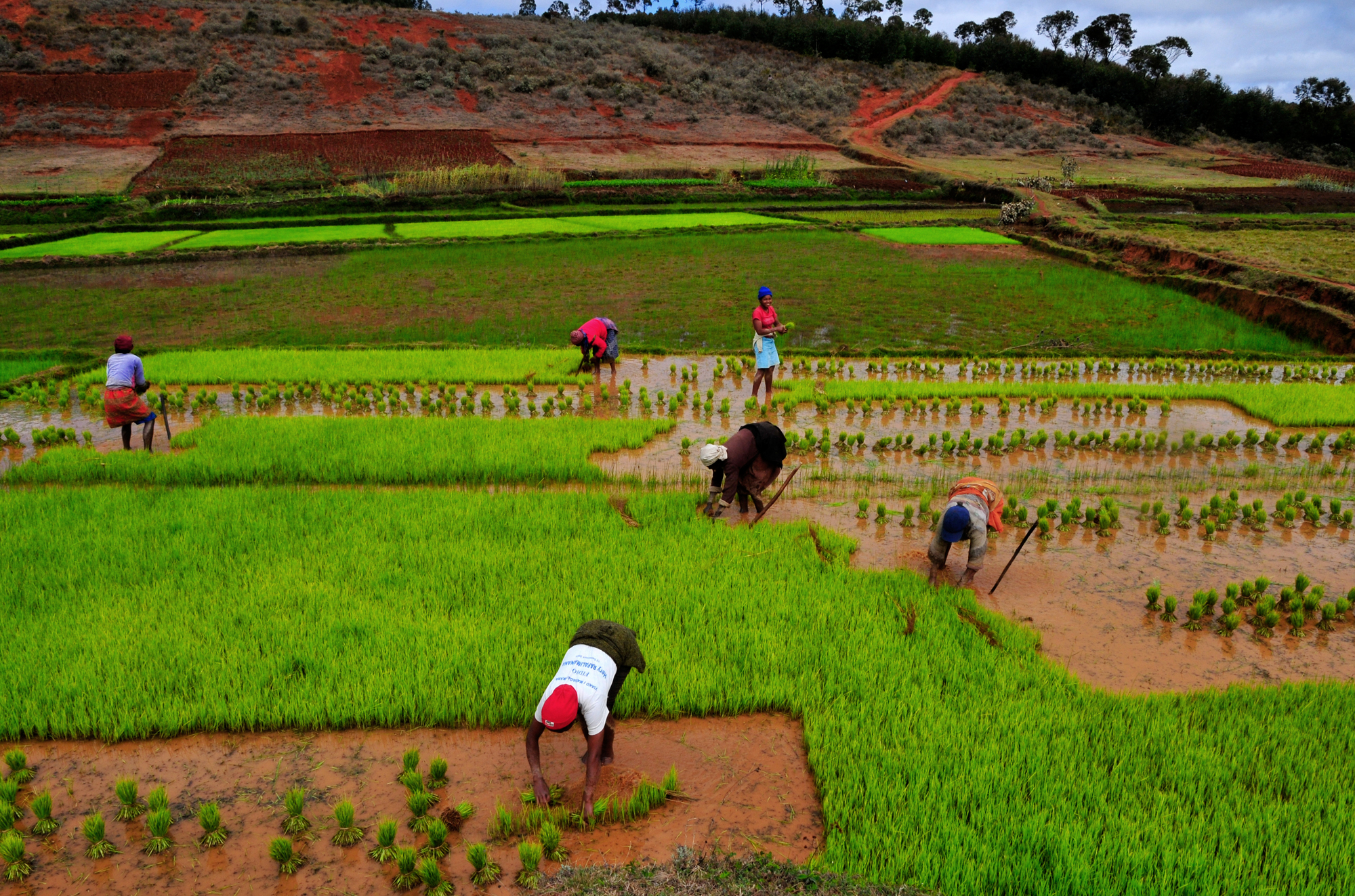 Rice cultivation in Madagascar MadaMagazine