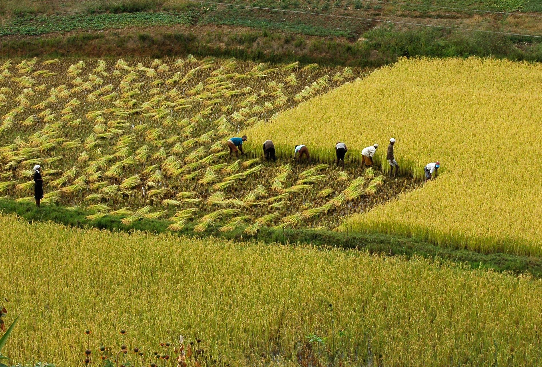 Rice cultivation in Madagascar MadaMagazine