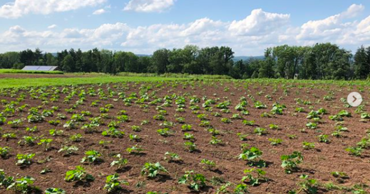 AIM2Flourish Organic and Sustainable Farming Impacts