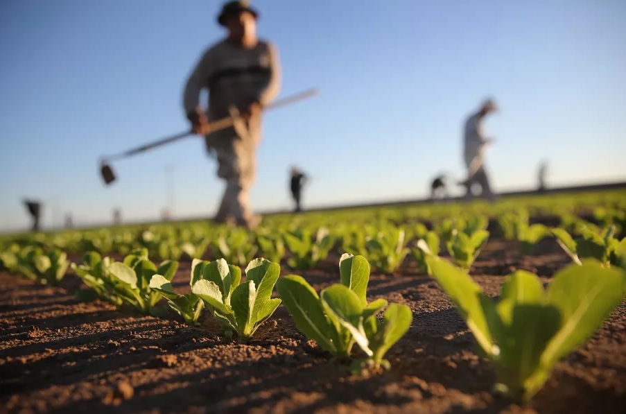 Top challenges of robotics in precision agriculture