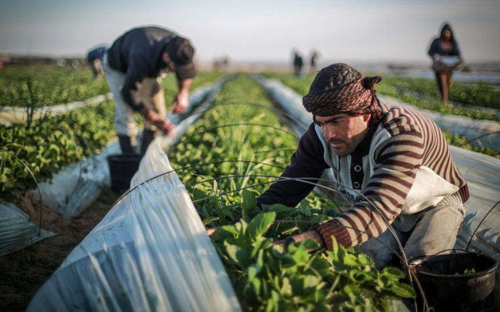 In Gaza, using agriculture to grow the economy The Times