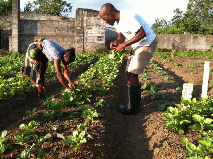 The Revival of the Grain Coast Organic Farming in Liberia