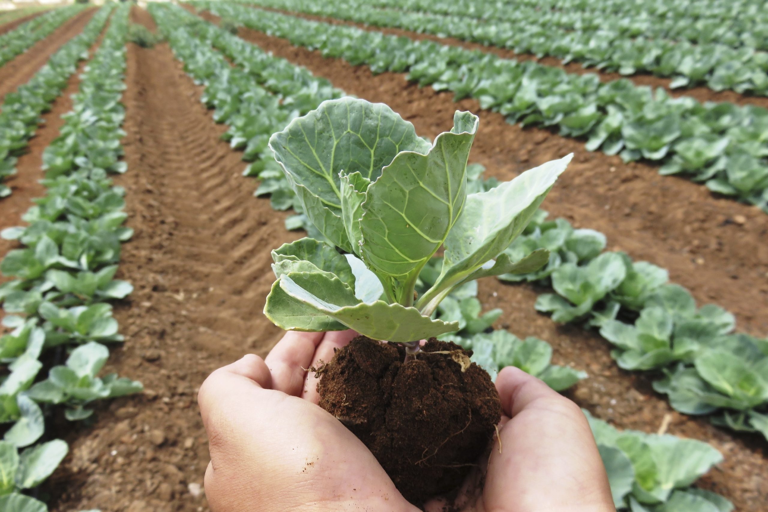 Organic agriculture is going mainstream, but not the way