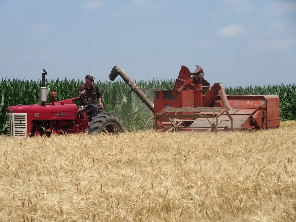 Wheat cutting Farmall 450 style Traveling Adventures of