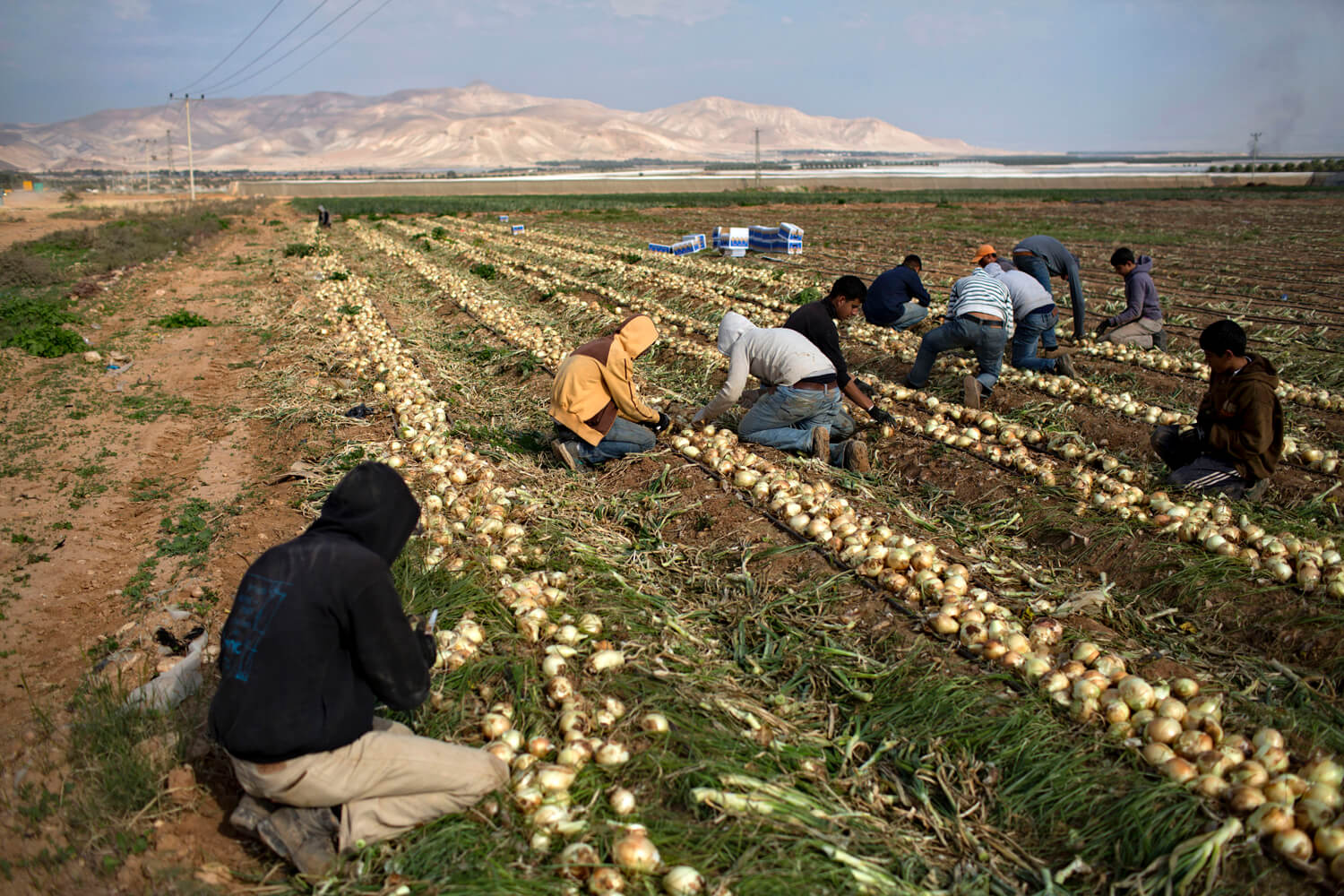 HRW Palestinian children pass out, vomit, from farming