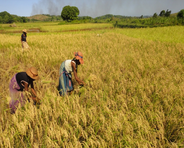 Organisation des Nations Unies pour l'alimentation et l