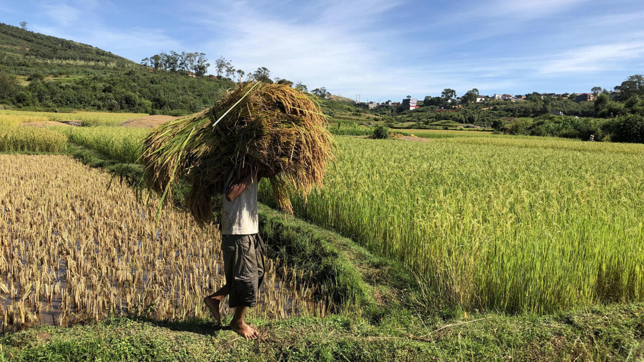 Madagascar l'agriculture, une filière qui peine à se