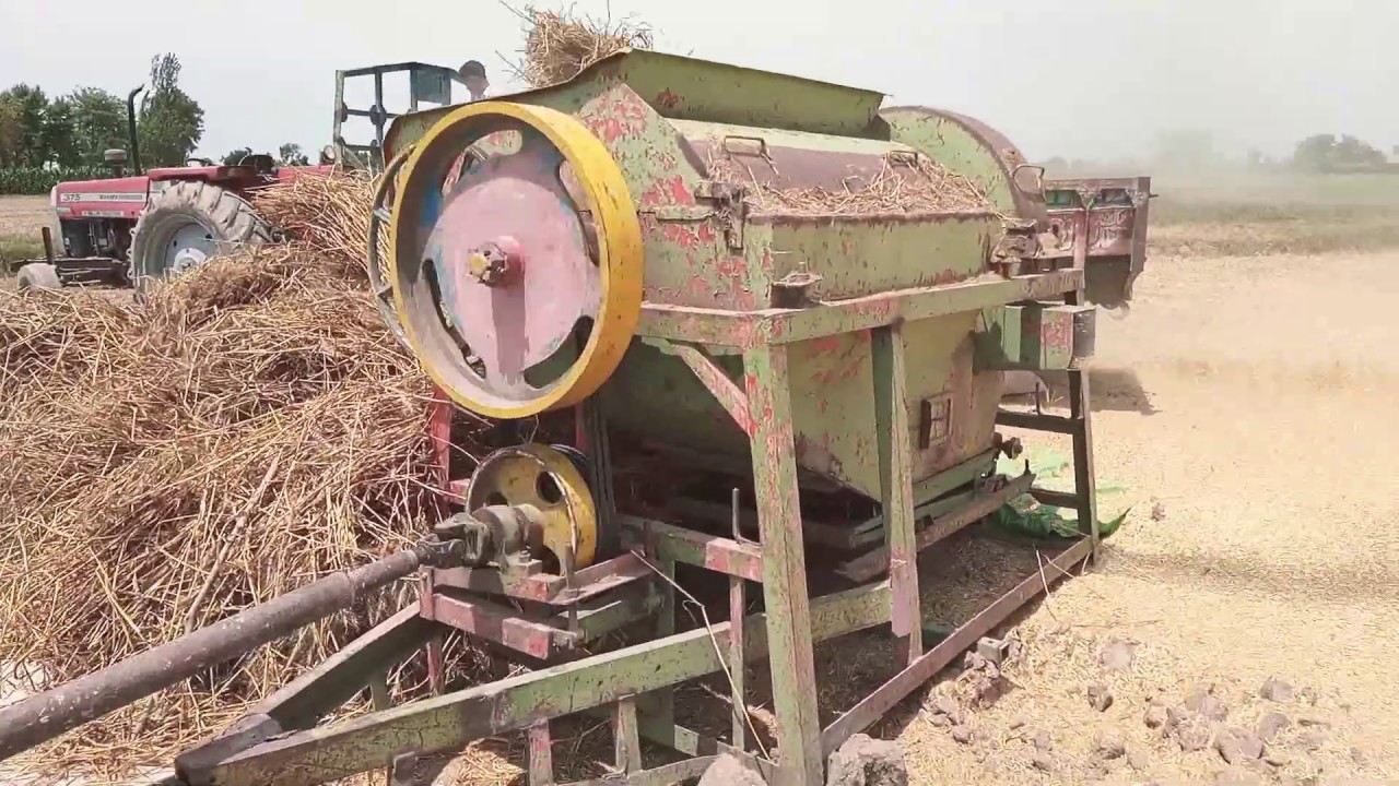 Cutting harvesting wheat with Thresher Agriculture in