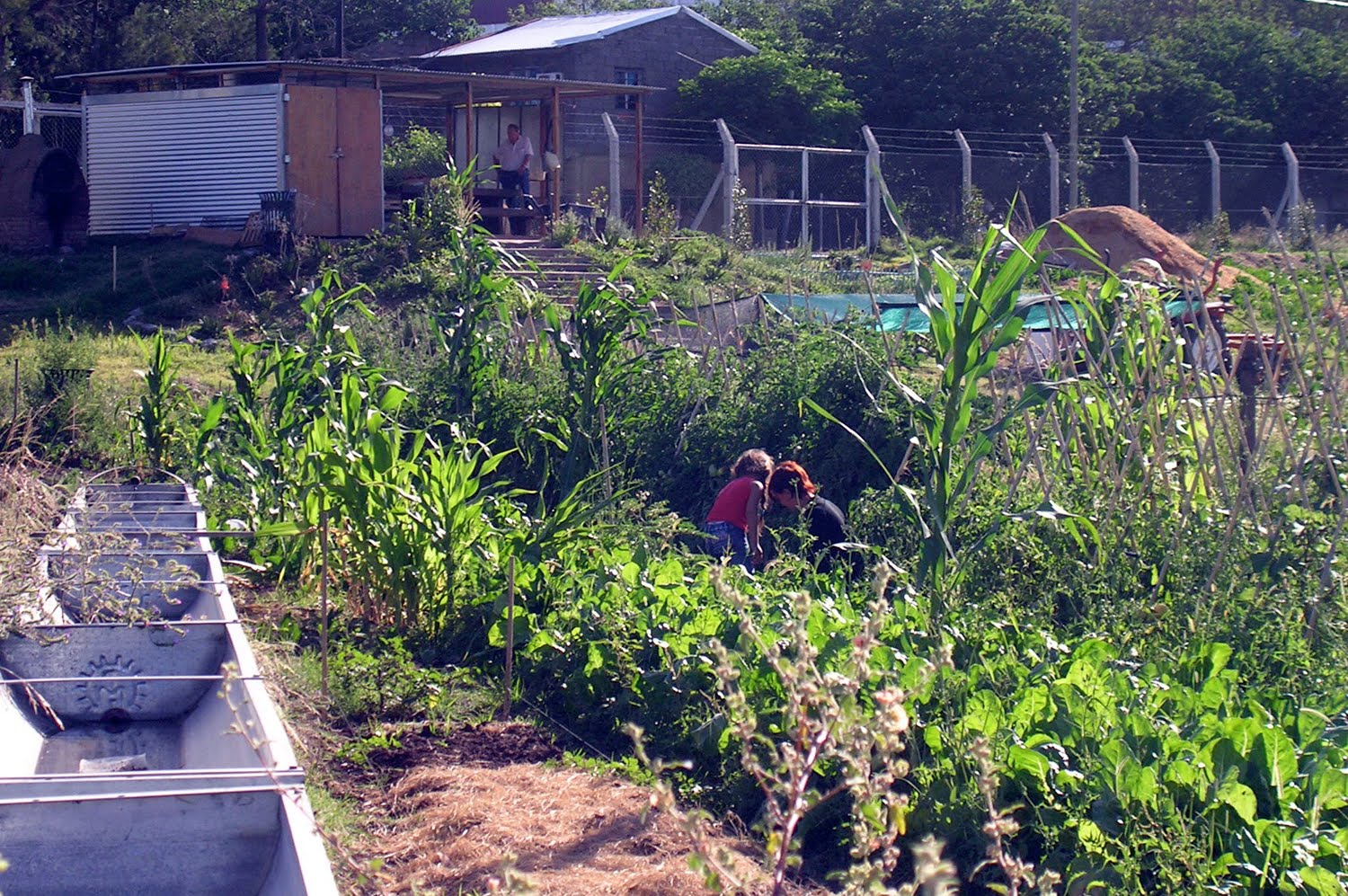 The Right to Urban Agriculture in Rosario, Argentina