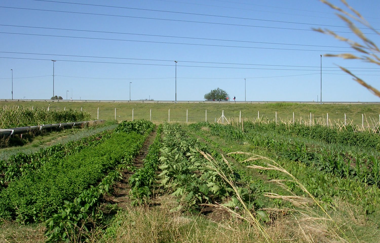 The Right to Urban Agriculture in Rosario, Argentina