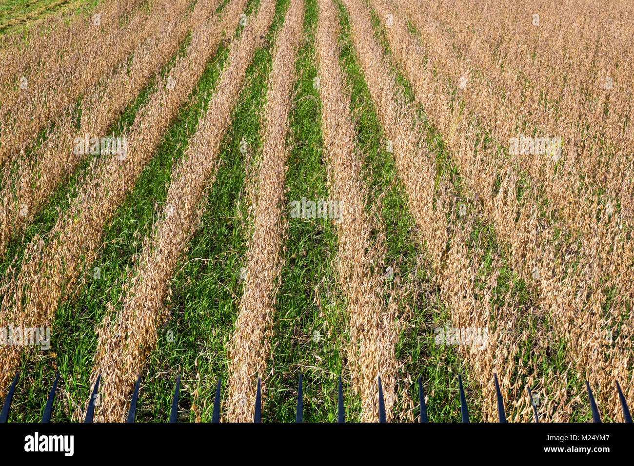 Regenerative Agriculture High Resolution Stock Photography