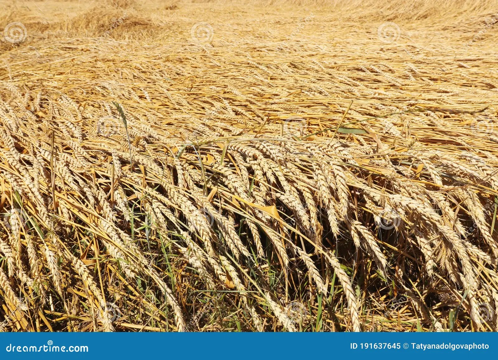 Regenerative Agriculture. Rye Crop Field. Harvest On The