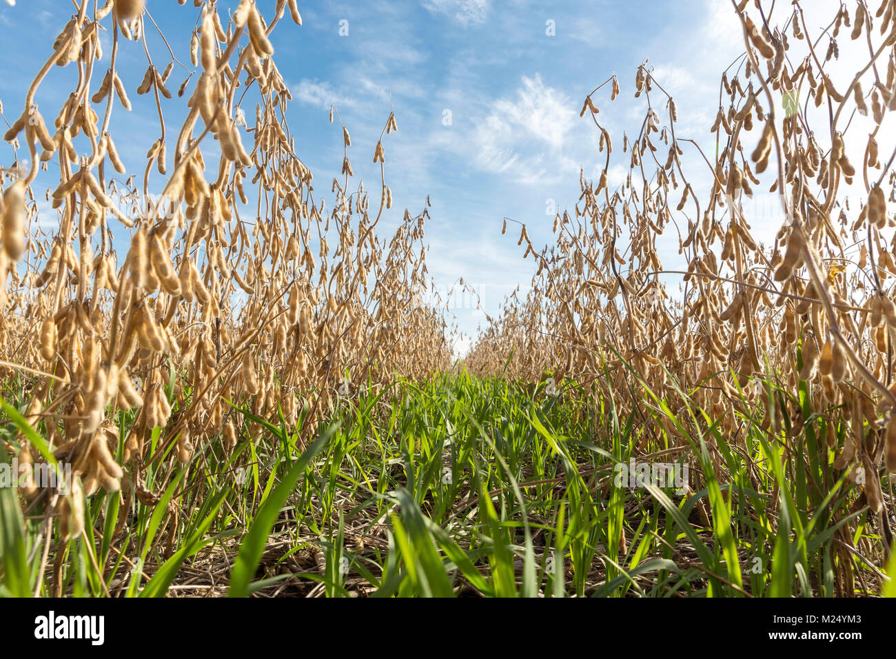 Regenerative Agriculture High Resolution Stock Photography