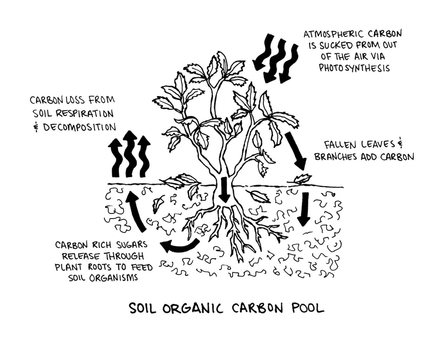 How to Be a Backyard Carbon Farmer