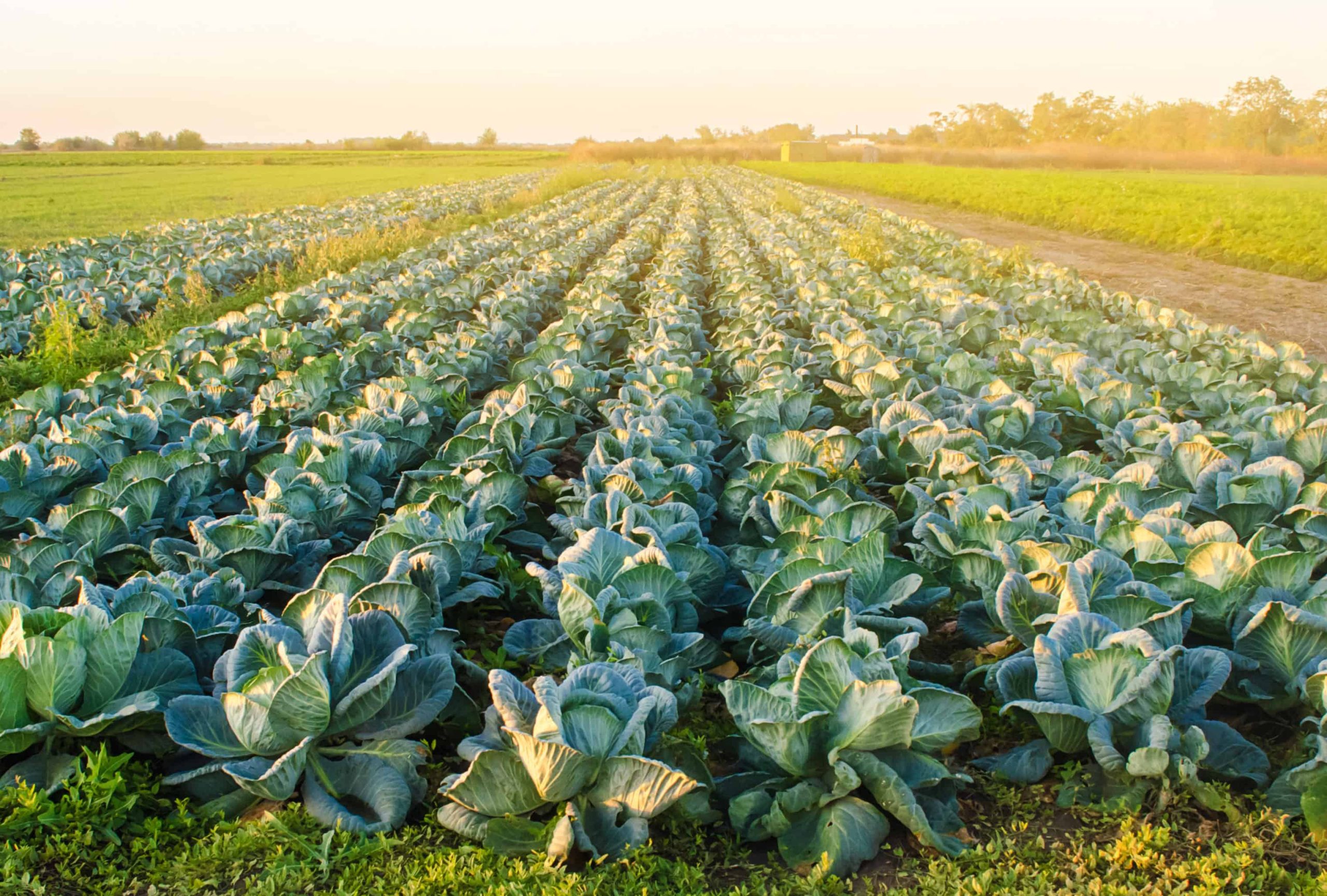 Agriculture & Nutrition Guiding Stars