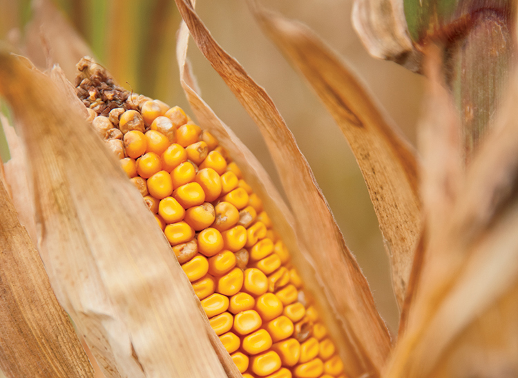 Tennessee's Top 10 Agricultural Products Page 5 of 10