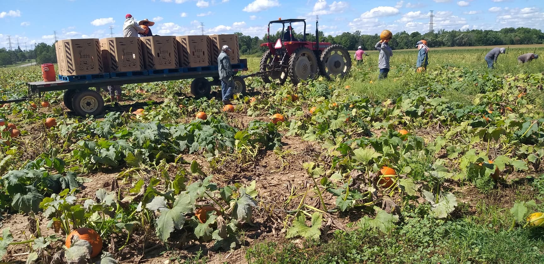 Acknowledging the migrant hands behind local food this