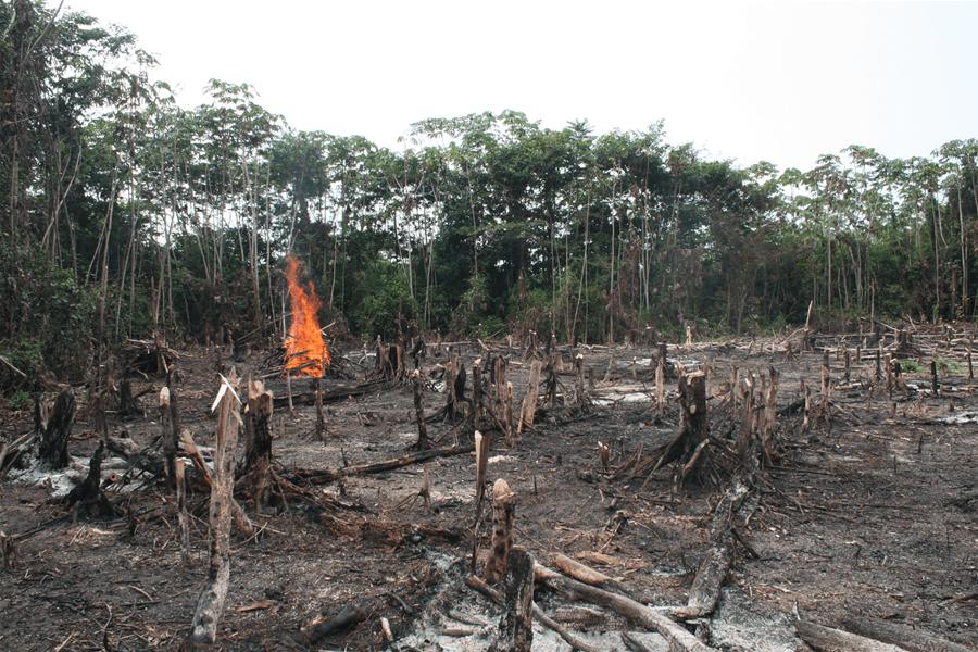 Shifting Cultivation