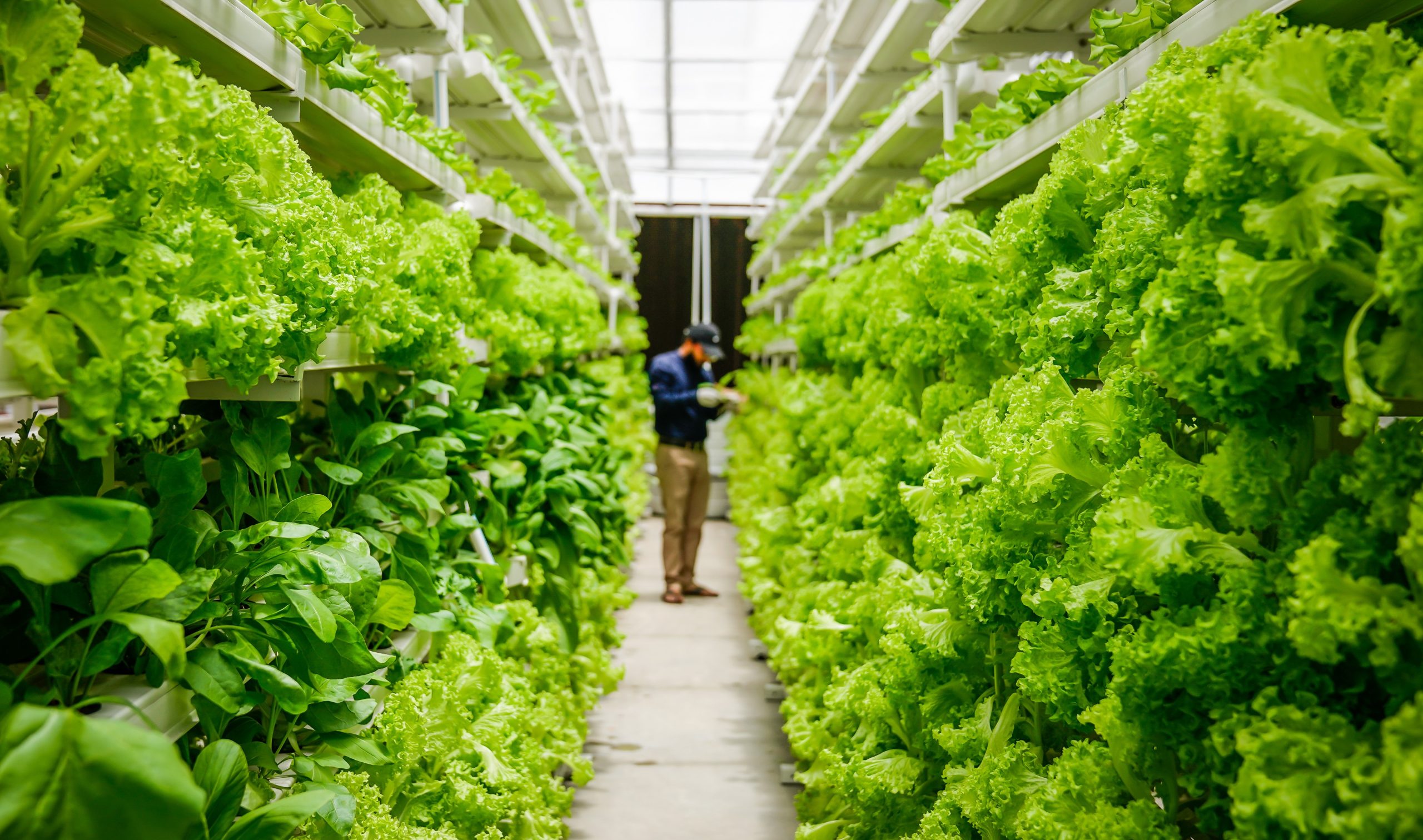 Can Vertical Farming Be the Answer to Sustainable