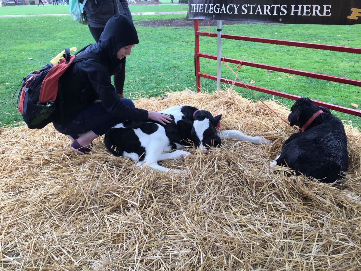 Kiss a calf and more during Purdue's Ag Week Campus