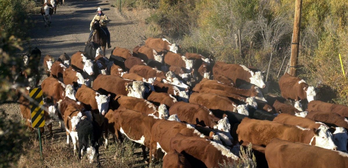 Advice for wintering cattle Southern Idaho Agriculture