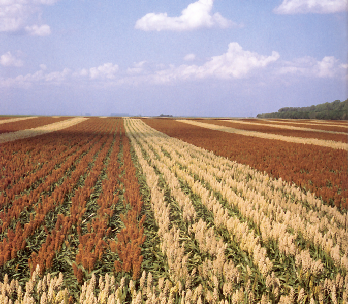 Fold, Fallow and Plough Agriculture or Horticulture?