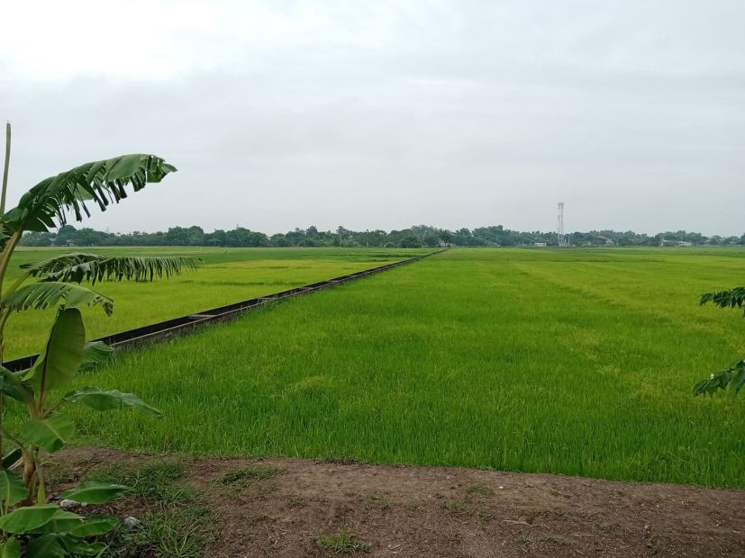 Rush Sale 1.4 Hectare Agricultural Farm Lot Rice Field