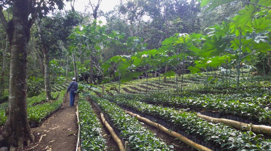 In Congress coffee growers protest against ‘exclusionary’ bill