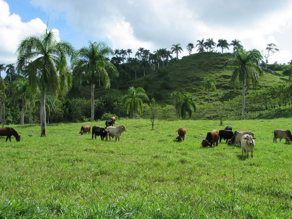 Testimonials Buying Farms Land Homes Cabarete Cabrera