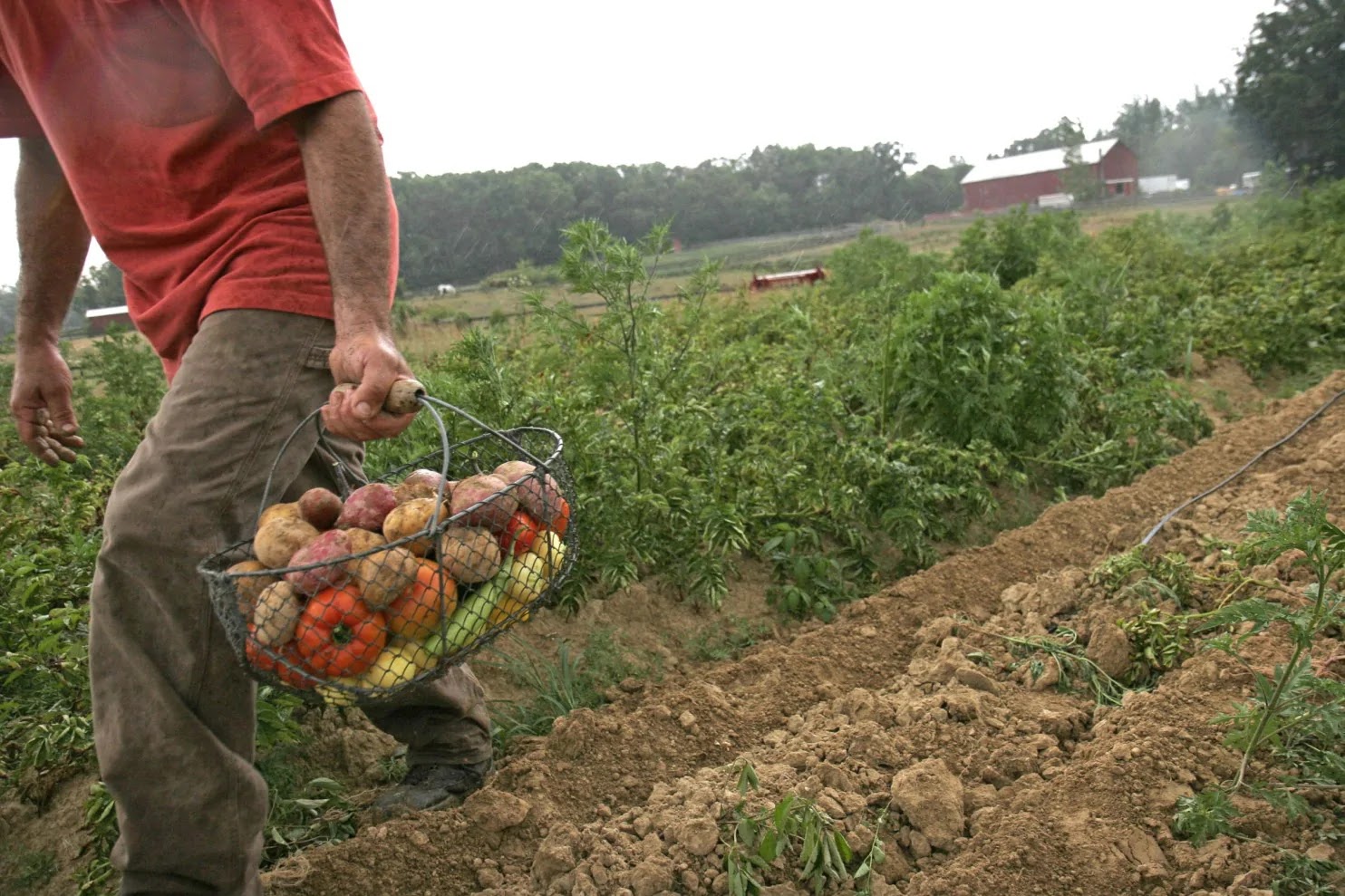 Multiple Vegetables Farm Workers Needed At Cooper's CSA