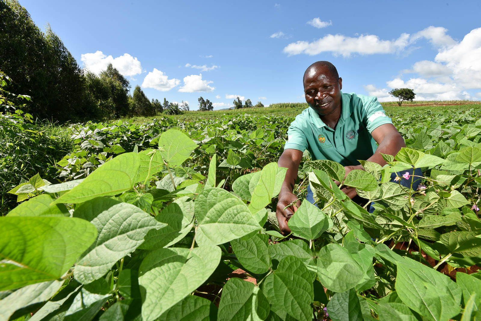 Agricultural Productivity Program for Southern Africa