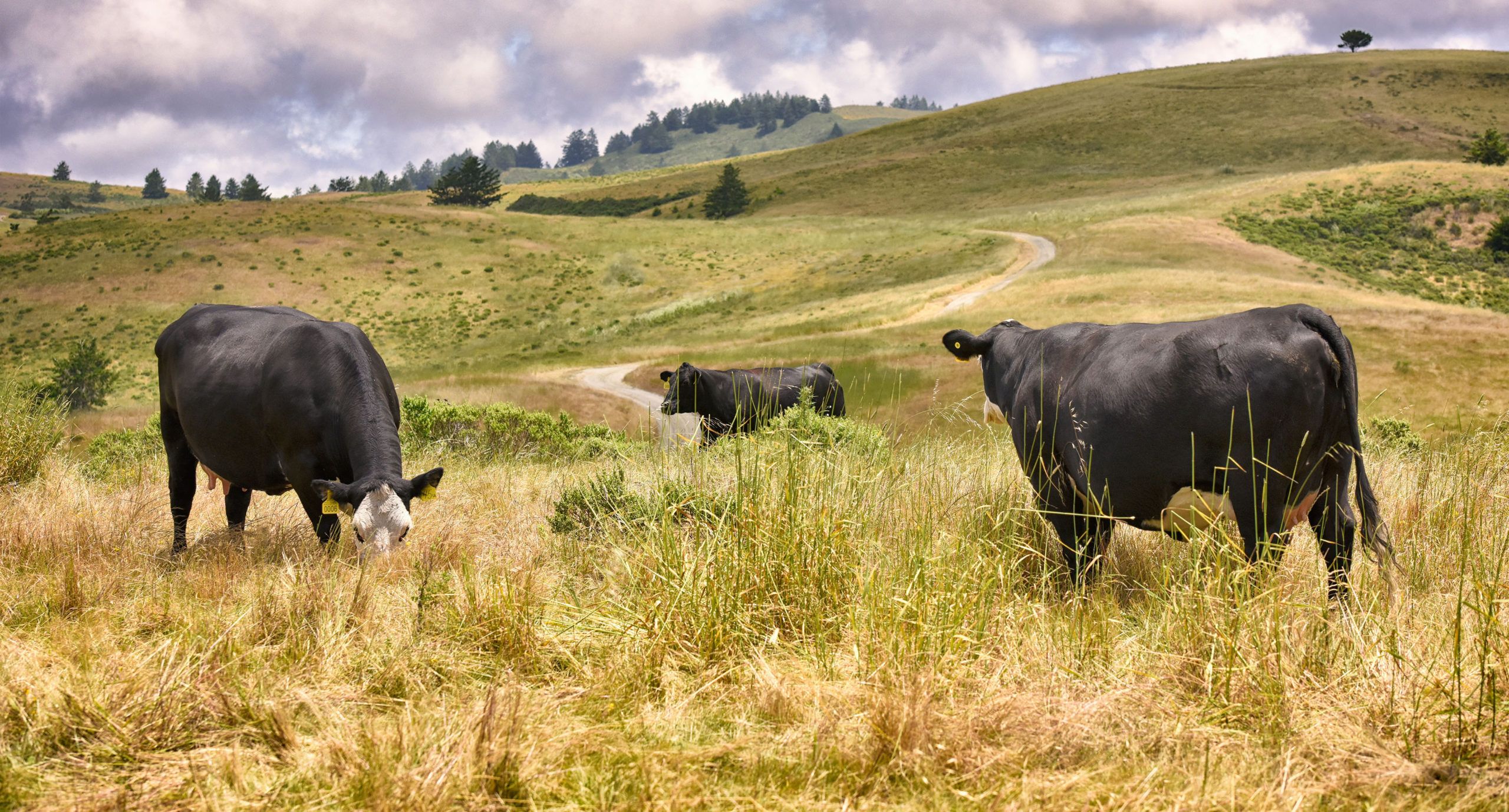 TomKat Ranch Measuring the Benefits of Regenerative