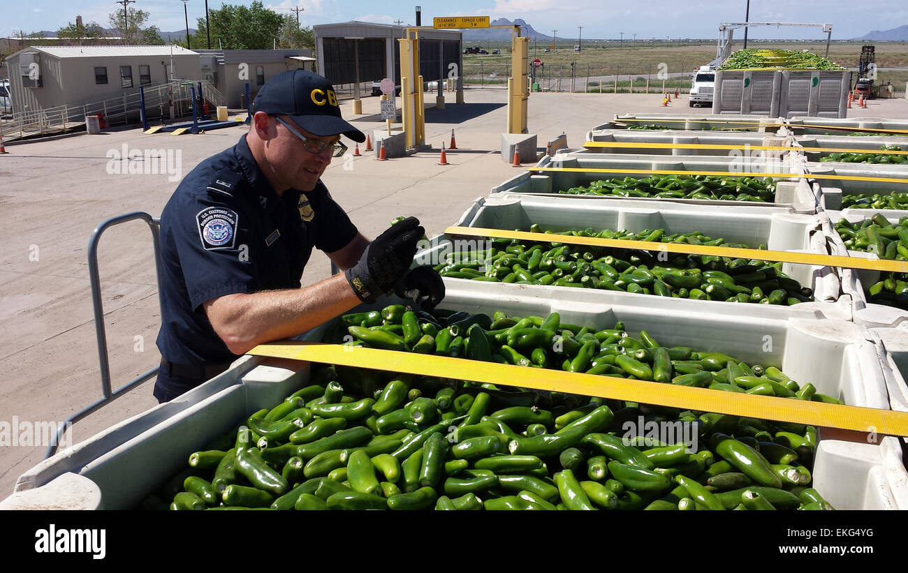 A CBP Agriculture Specialist examines a shipment of green