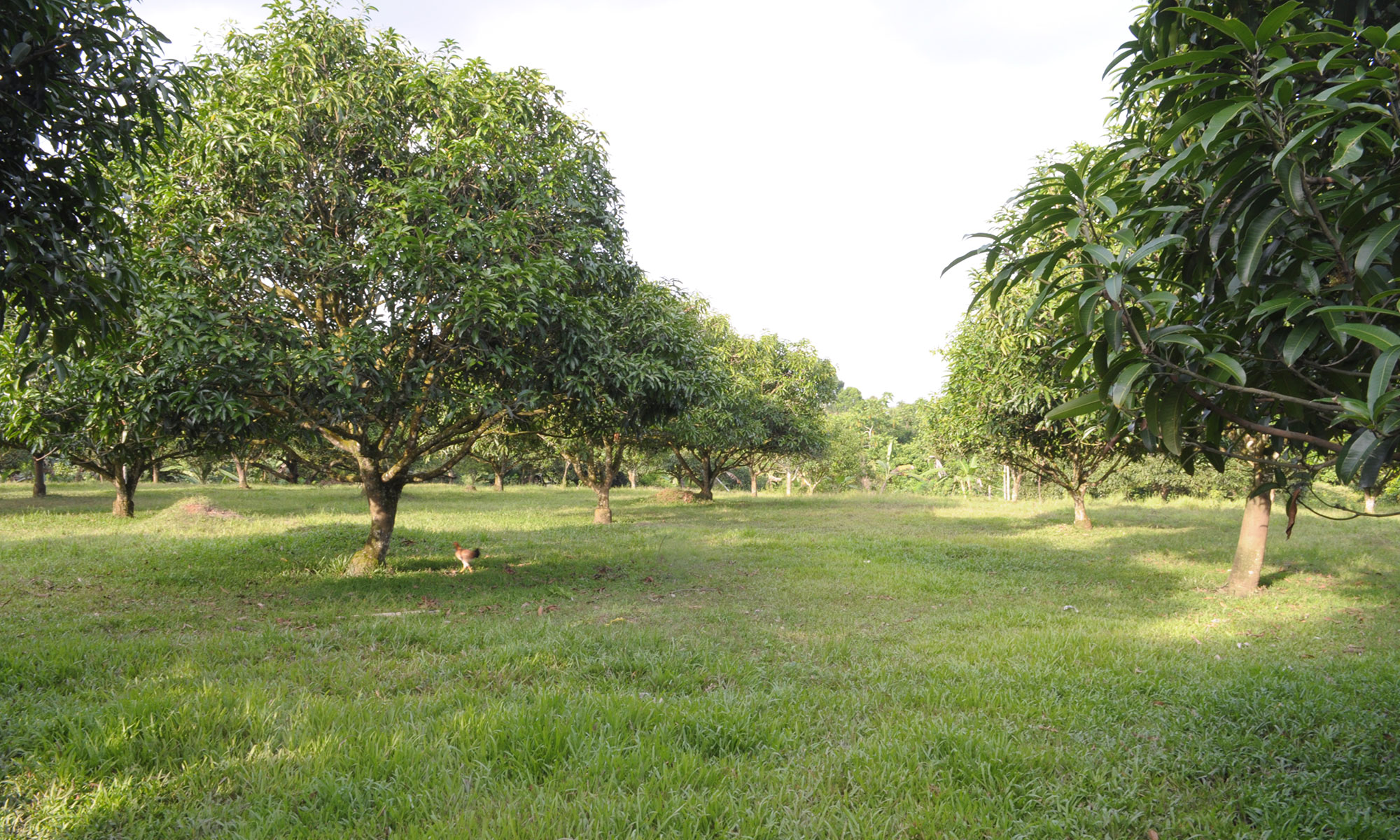 Farm Lot for Sale in Barangay Acacia, Davao City