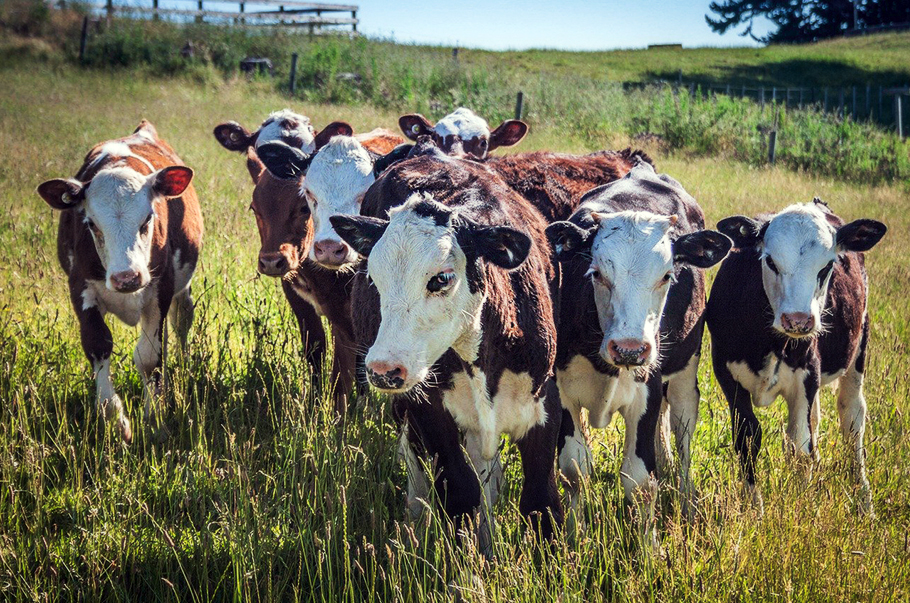 Adaptive Grazing and Regenerative Ranching Center for