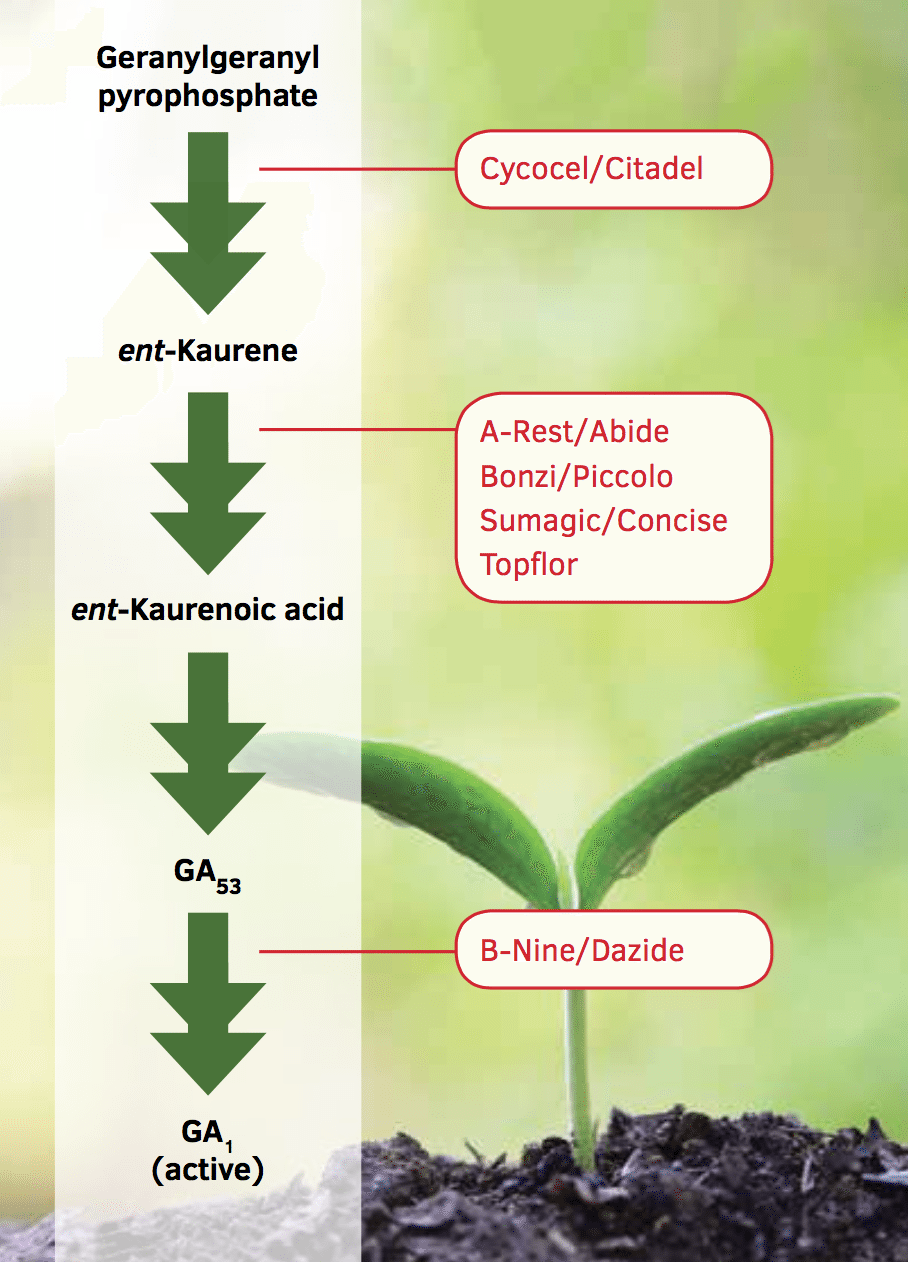 Understanding How PGRs Work Greenhouse Product News