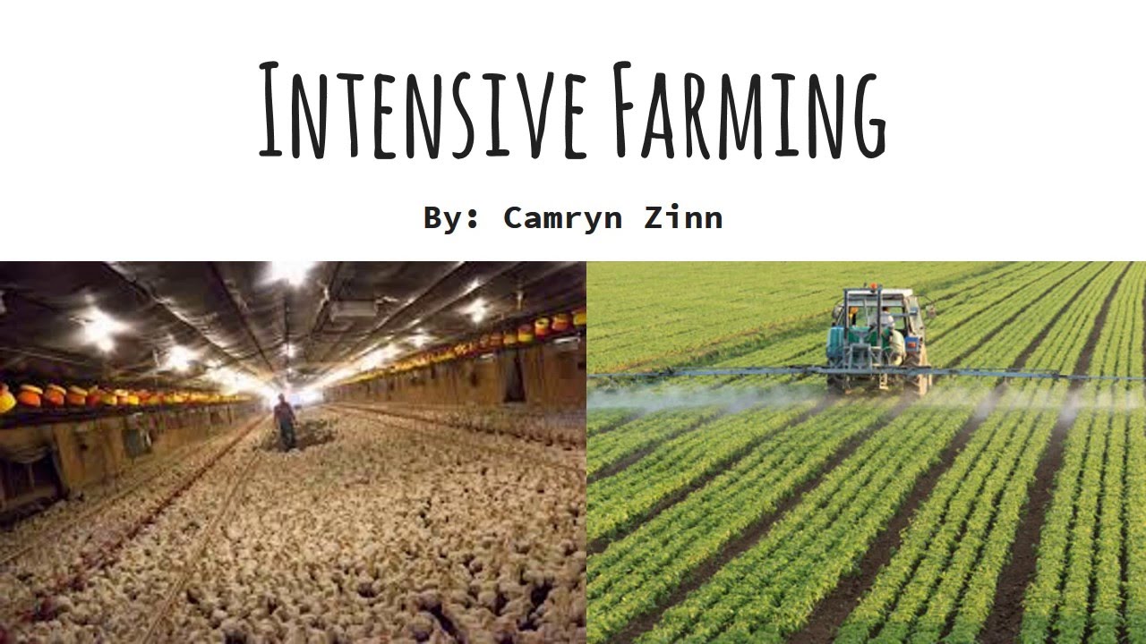 Intensive Farming And Extensive Farming