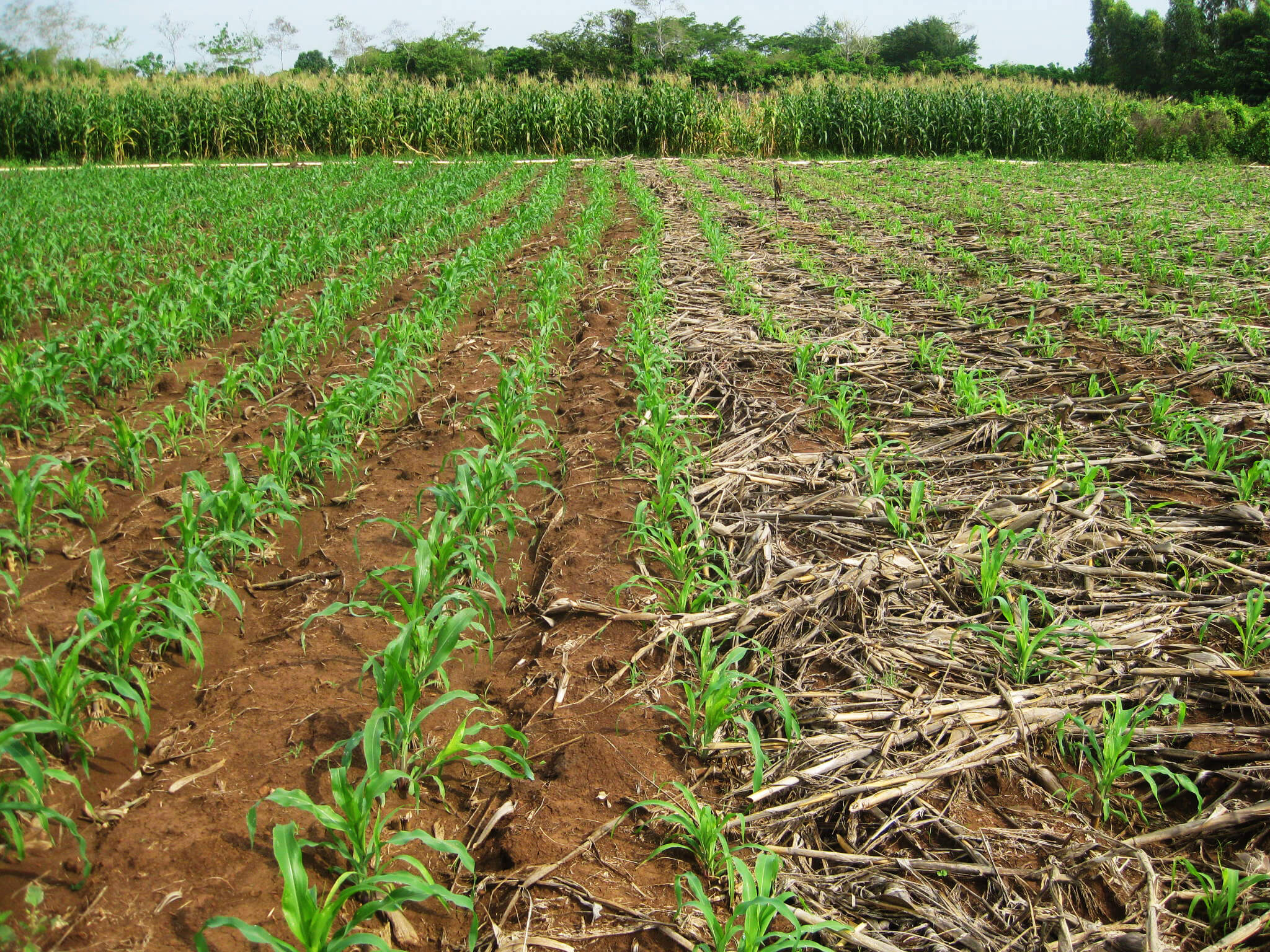 Video Iowa farmer explains how GMO crops enable